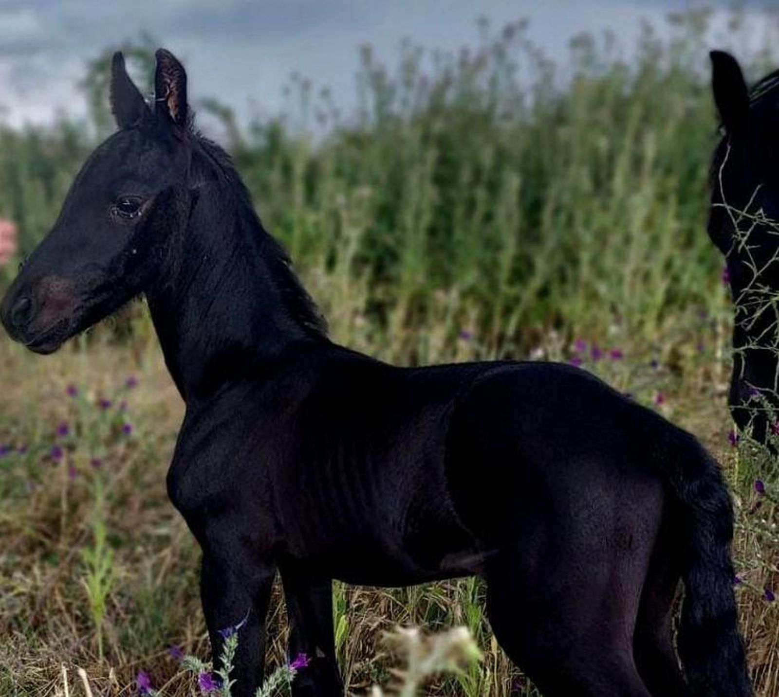 Denuncian el robo de un potro frisón de cuatro días en Guijuelo