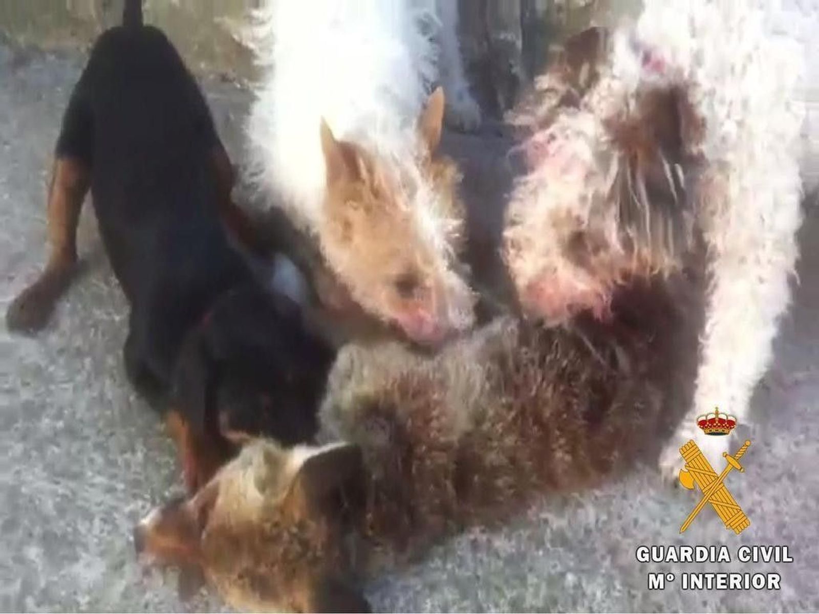 Un joven de Martín de Yeltes graba y difunde por redes sociales cómo tres perros devoran a una zorra Un joven de Martín de Yeltes graba y difunde por redes sociales cómo tres perros devoran a una zorra