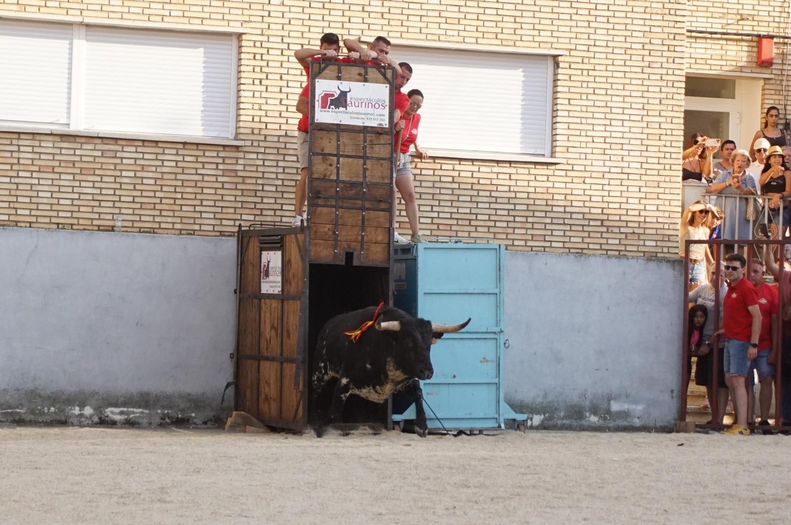 Pasión, tradición y calle: así se ha vivido en Ledesma el II Toro de Cajón