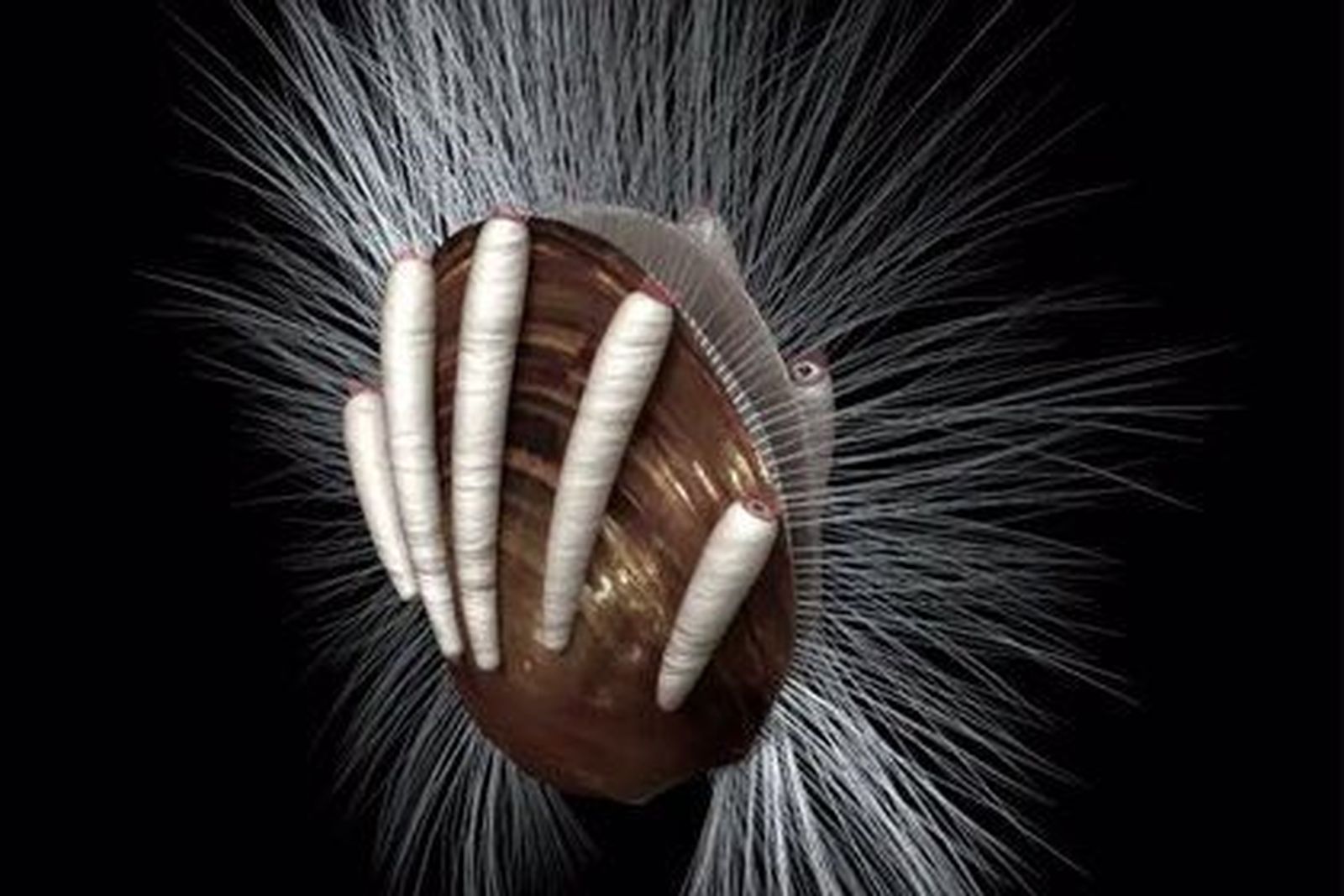 Parásitos en un fósil. EP