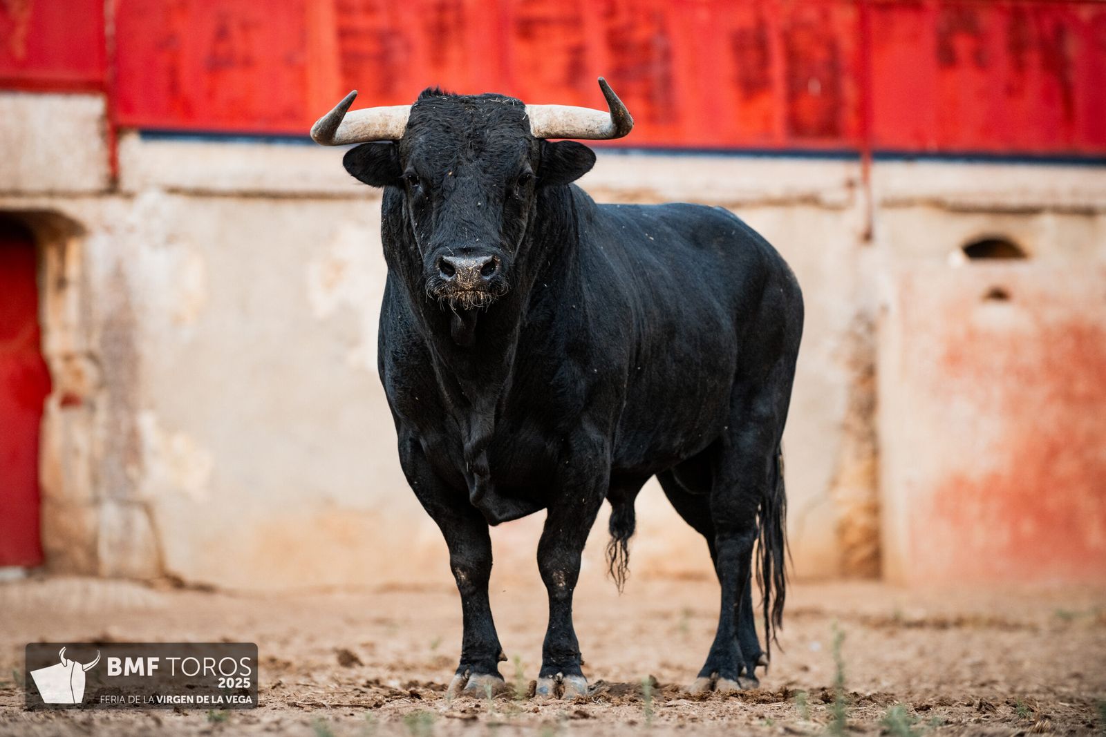 De 'Filósofo' a 'Volador': los toros García y Olga Jiménez para el regreso de Morante a La Glorieta con Ismael Martín y Marco Pérez