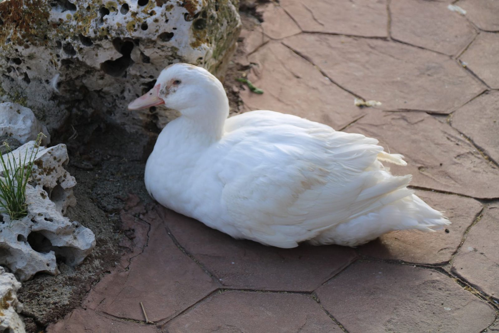 Patos y cisnes vuelven al estanque de La Alamedilla