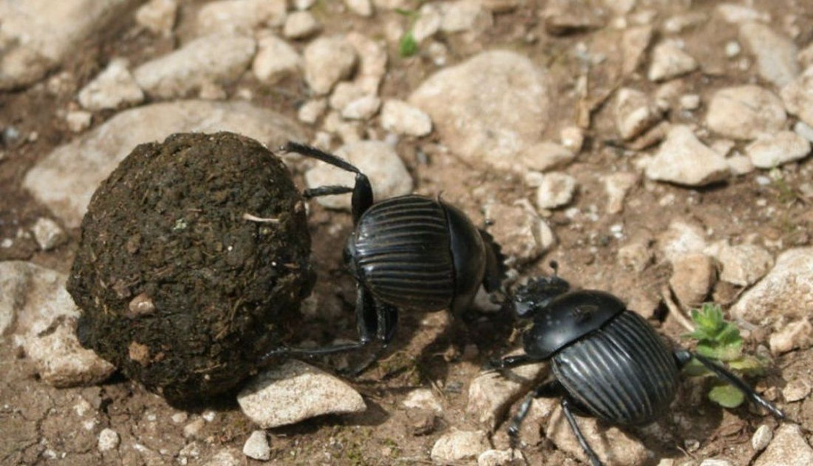 Escarabajo del estiércol. Foto EP