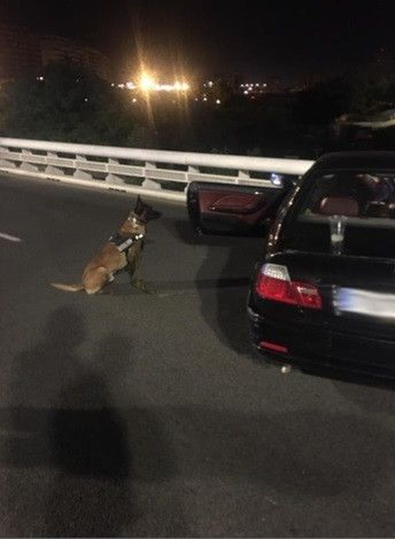Imagen de archico de un perro de la Unidad Canina en un control de drogas