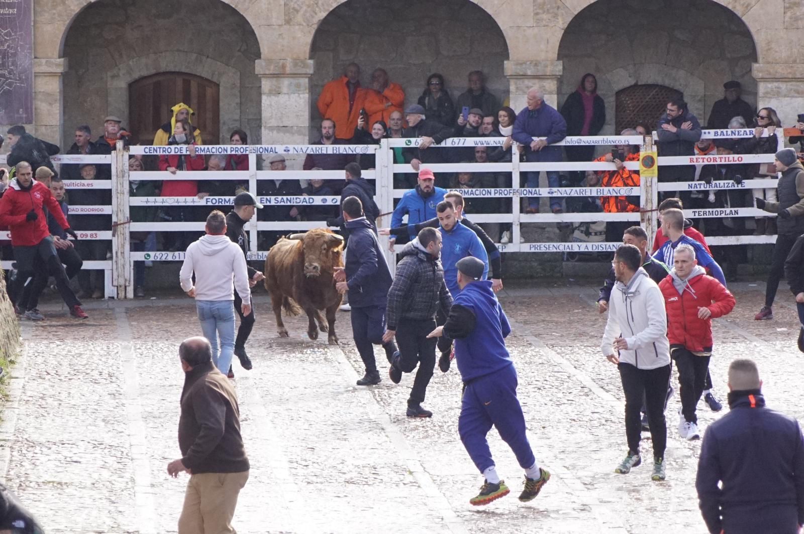 ambiente-encierro-urbano-lunes-de-carnaval-en-ciudad-rodrigo-12-de-febrero-de-2024-fotos-s24h-39