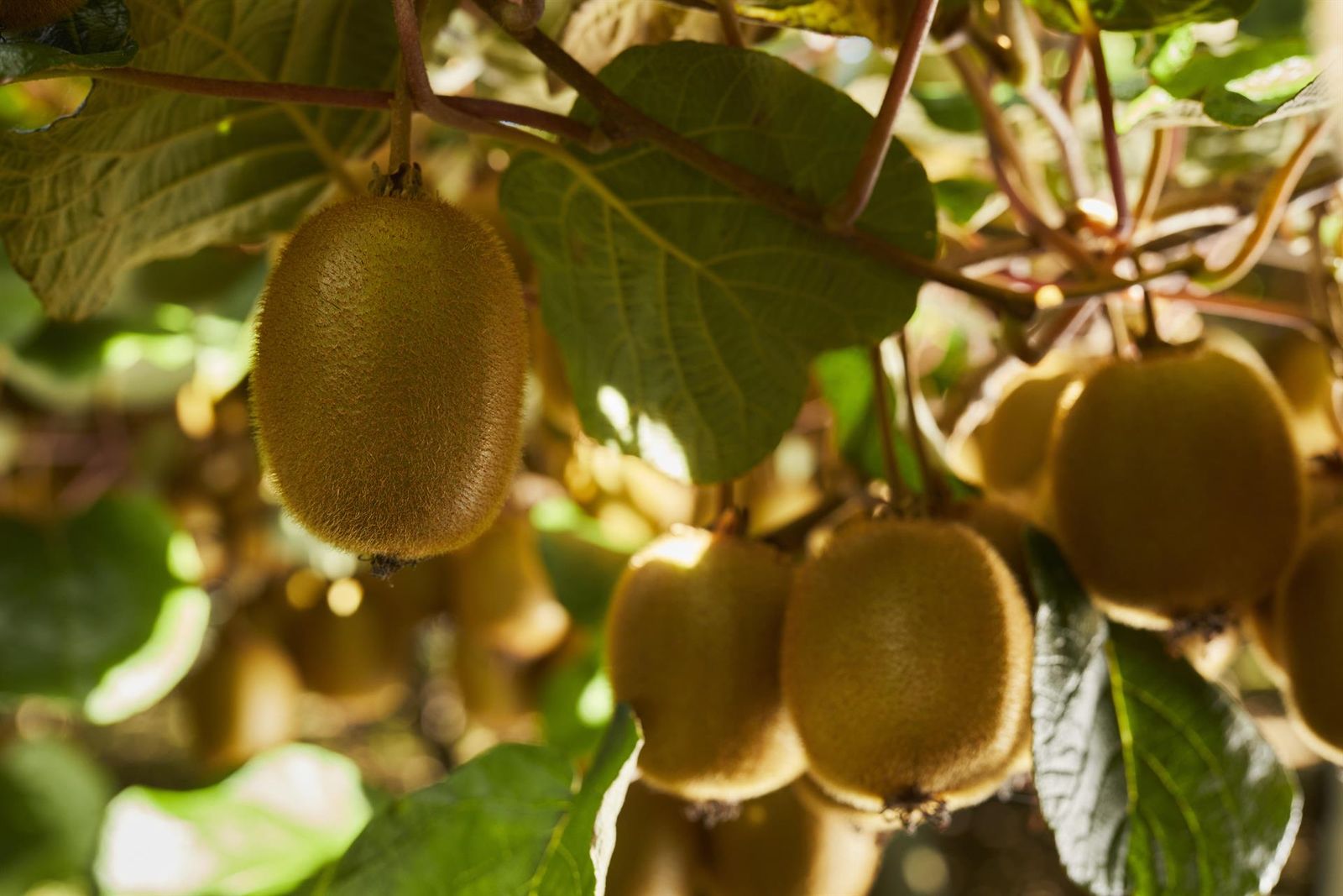 Kiwi. Foto de archivo