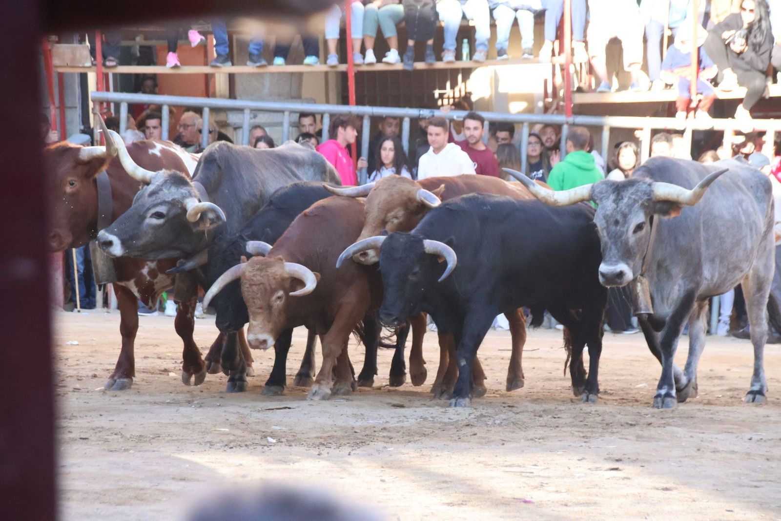 Encierro en Aldeadávila