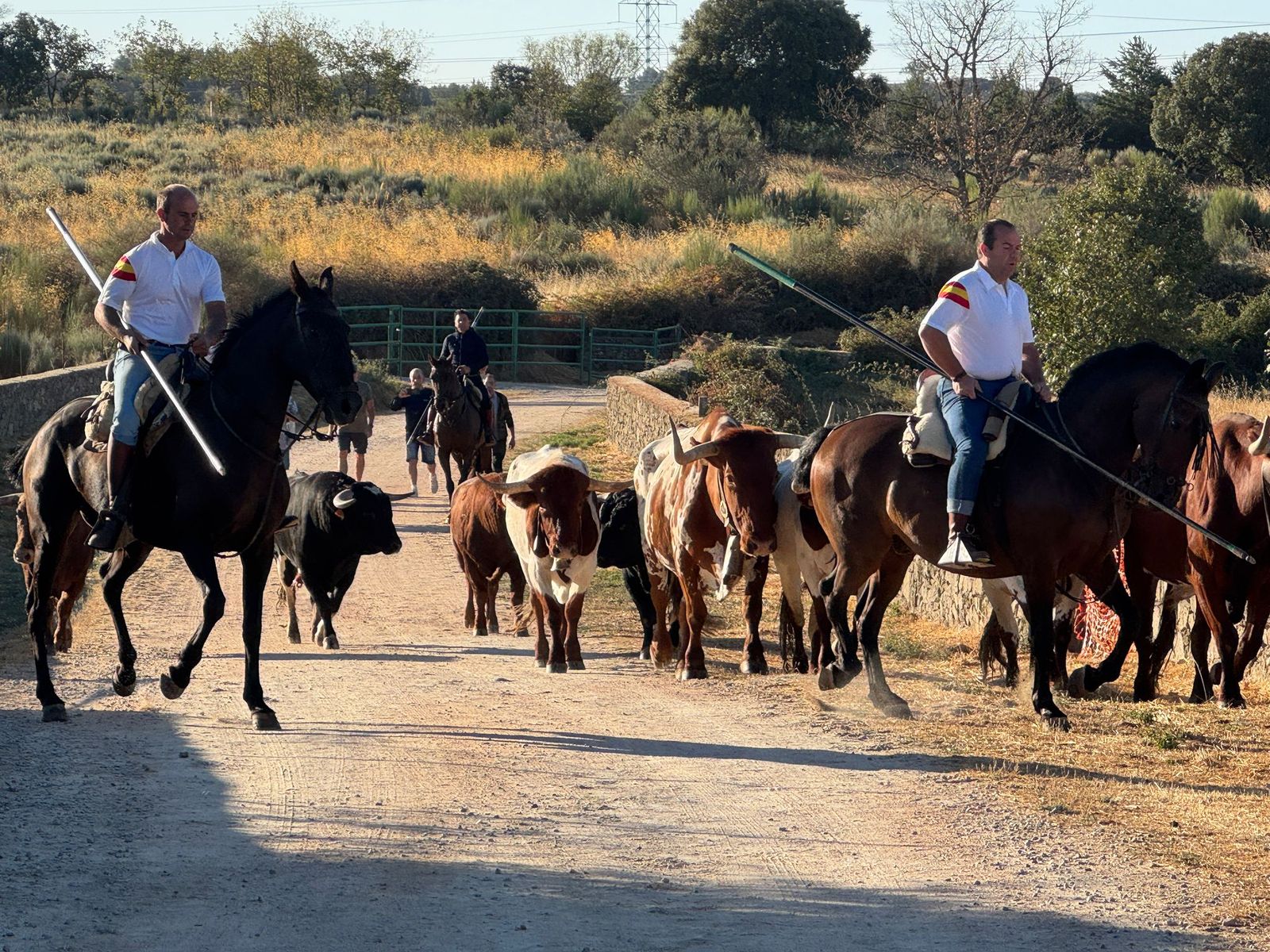 Último encierro a caballo en Aldeadávila de la Ribera con reses de Valrubio