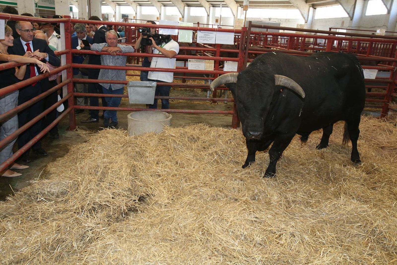 Salamaq 2017: ganado puro