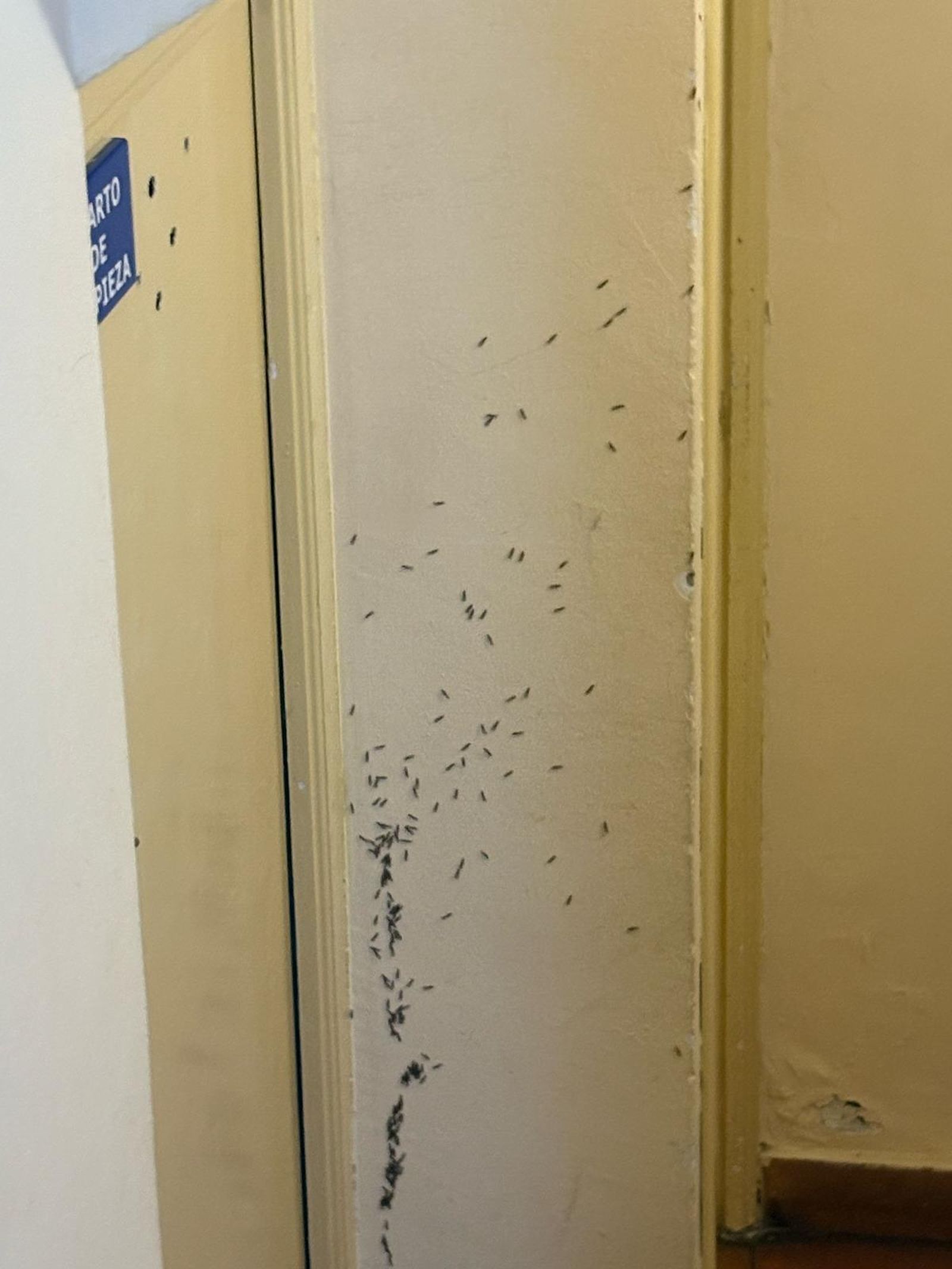 Termitas en la Comisaría