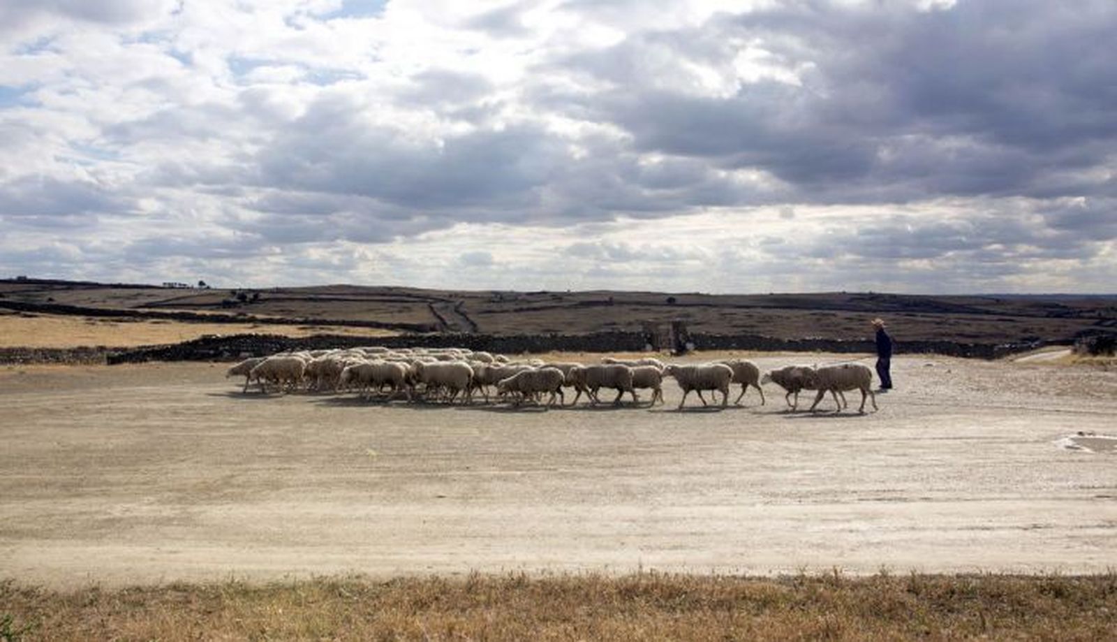 Salamanca acogerá un congreso de pastoreo. Susana Martín. ICAL