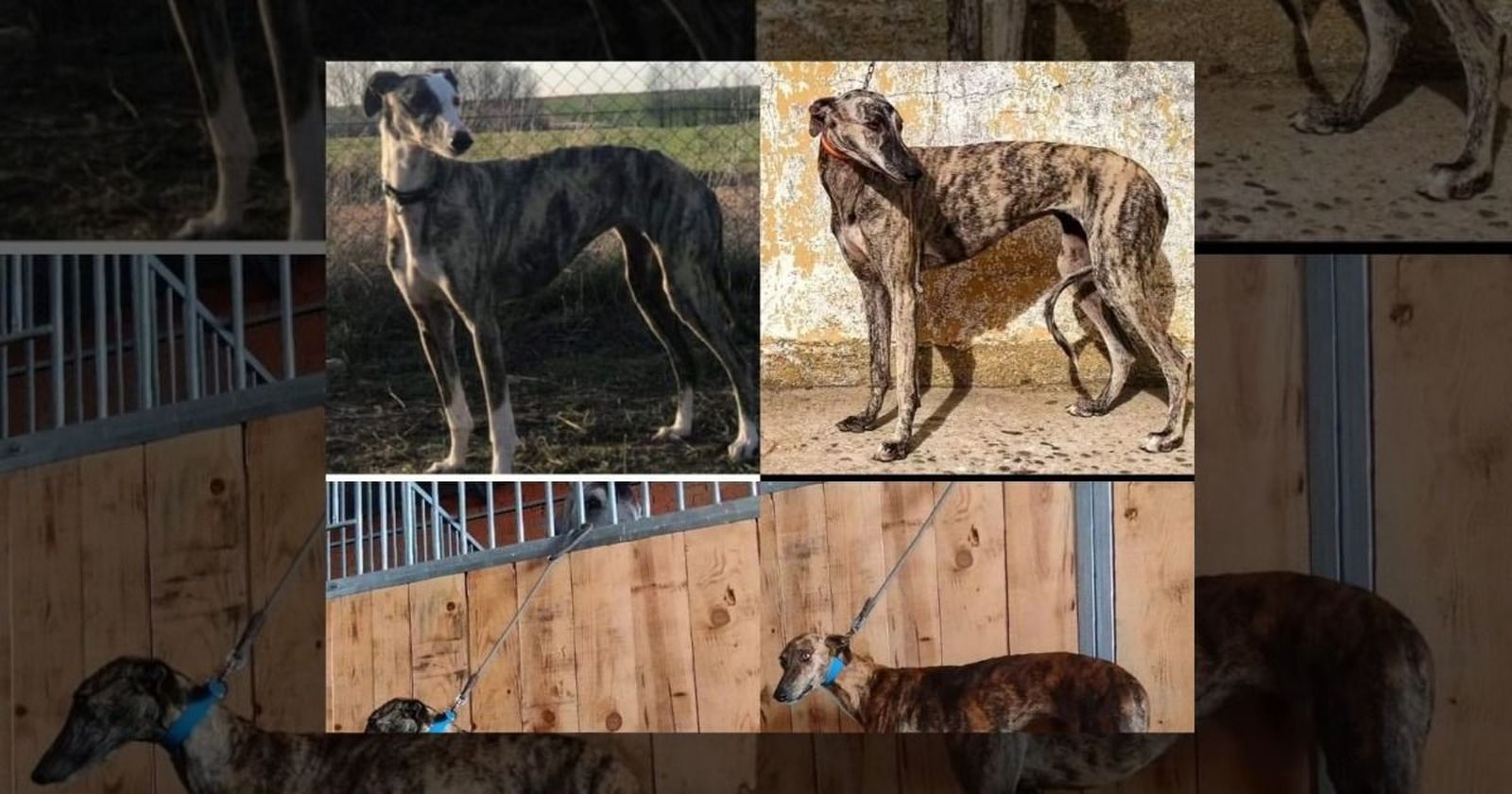 Cuatro galgos robados en Fuentesaúco.