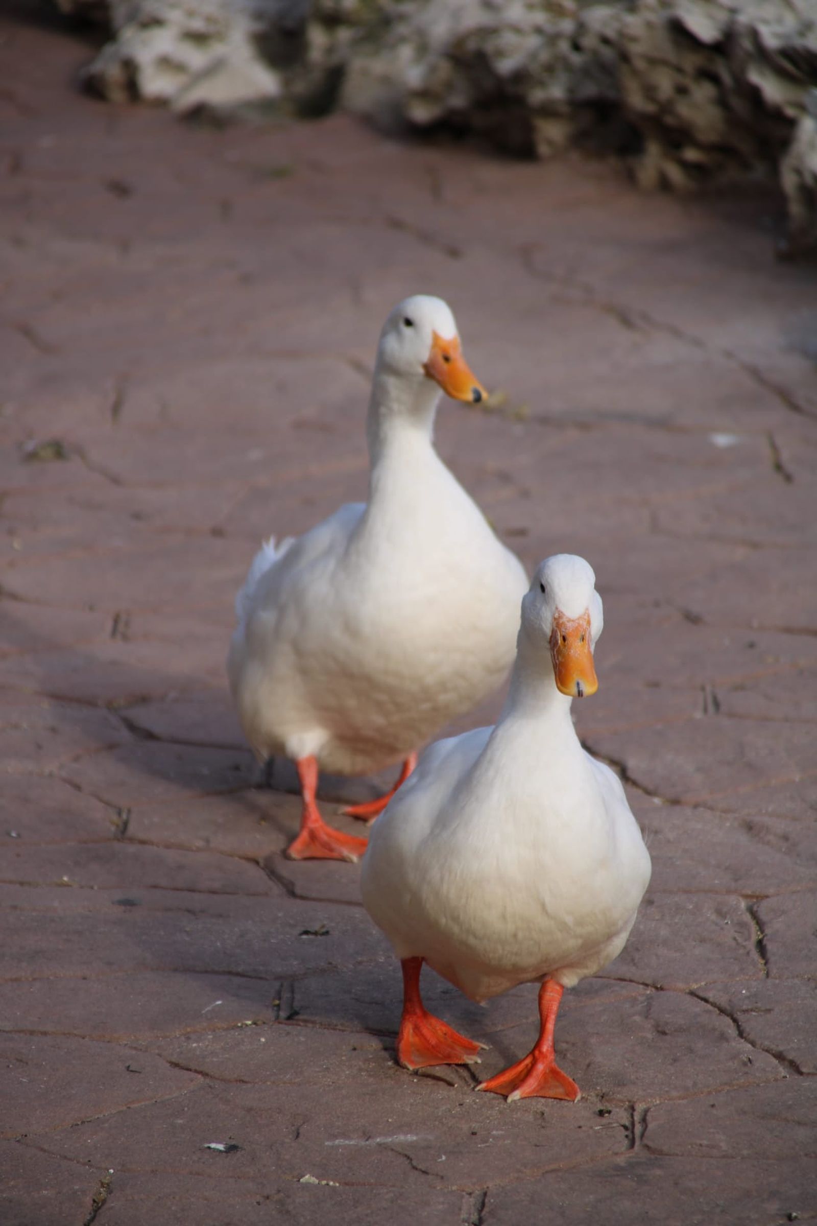 Patos y cisnes vuelven al estanque de La Alamedilla