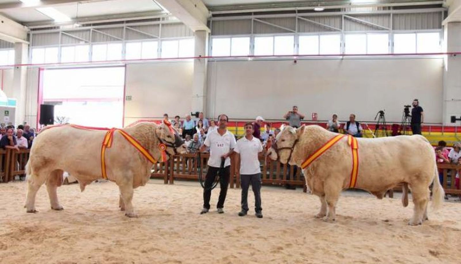 Concurso de la raza charolesa