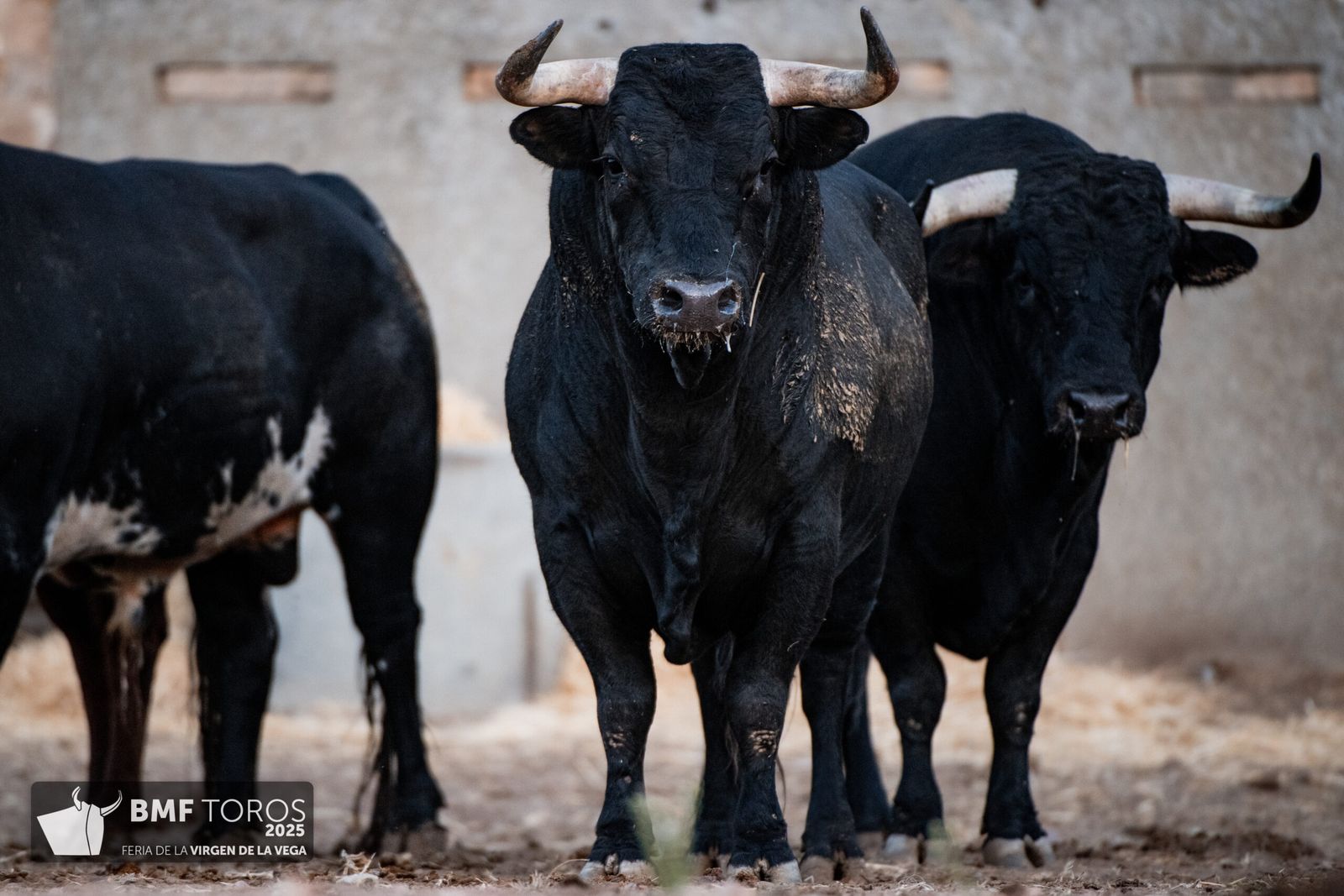 De 'Filósofo' a 'Volador': los toros García y Olga Jiménez para el regreso de Morante a La Glorieta con Ismael Martín y Marco Pérez
