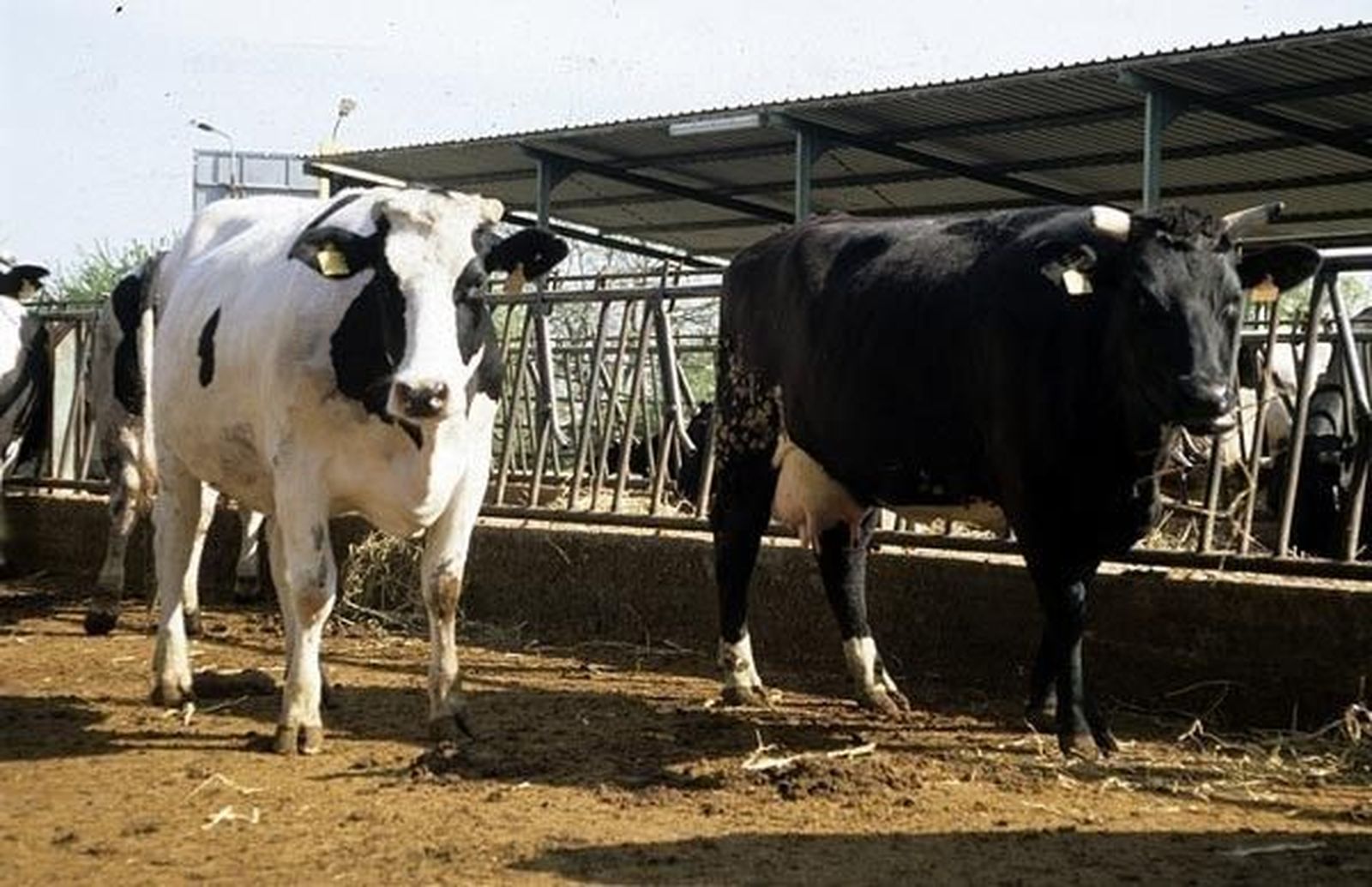 Los precios de la leche en España siguen más bajos que hace tres años