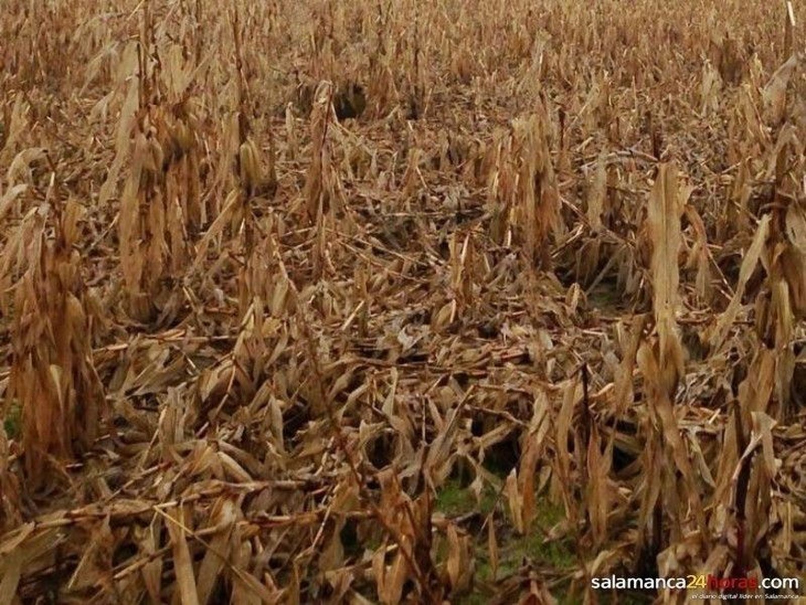 UPA-COAG pide quemar los rastrojos de maíz para facilitar la recogida de mazorcas caídas