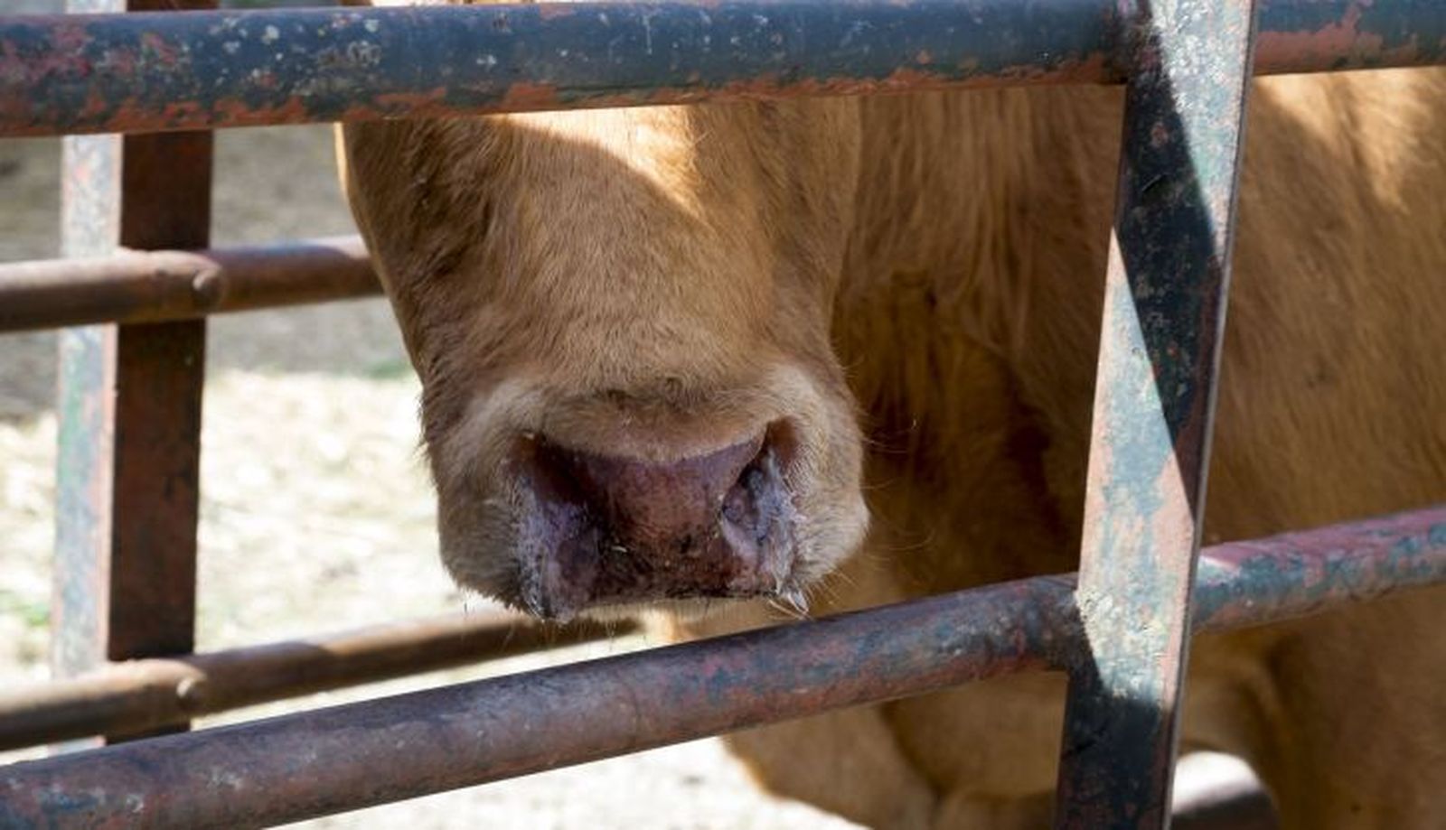 Un veterinario inyecta medicamentos a una vaca infectada de Ehe en una finca de la comarca de ledesma. Foto Jesús Formigo ICAL (2) Un veterinario inyecta medicamentos a una vaca infectada de Ehe en una finca de la comarca de ledesma. Foto Jesús Formigo ICAL (2)