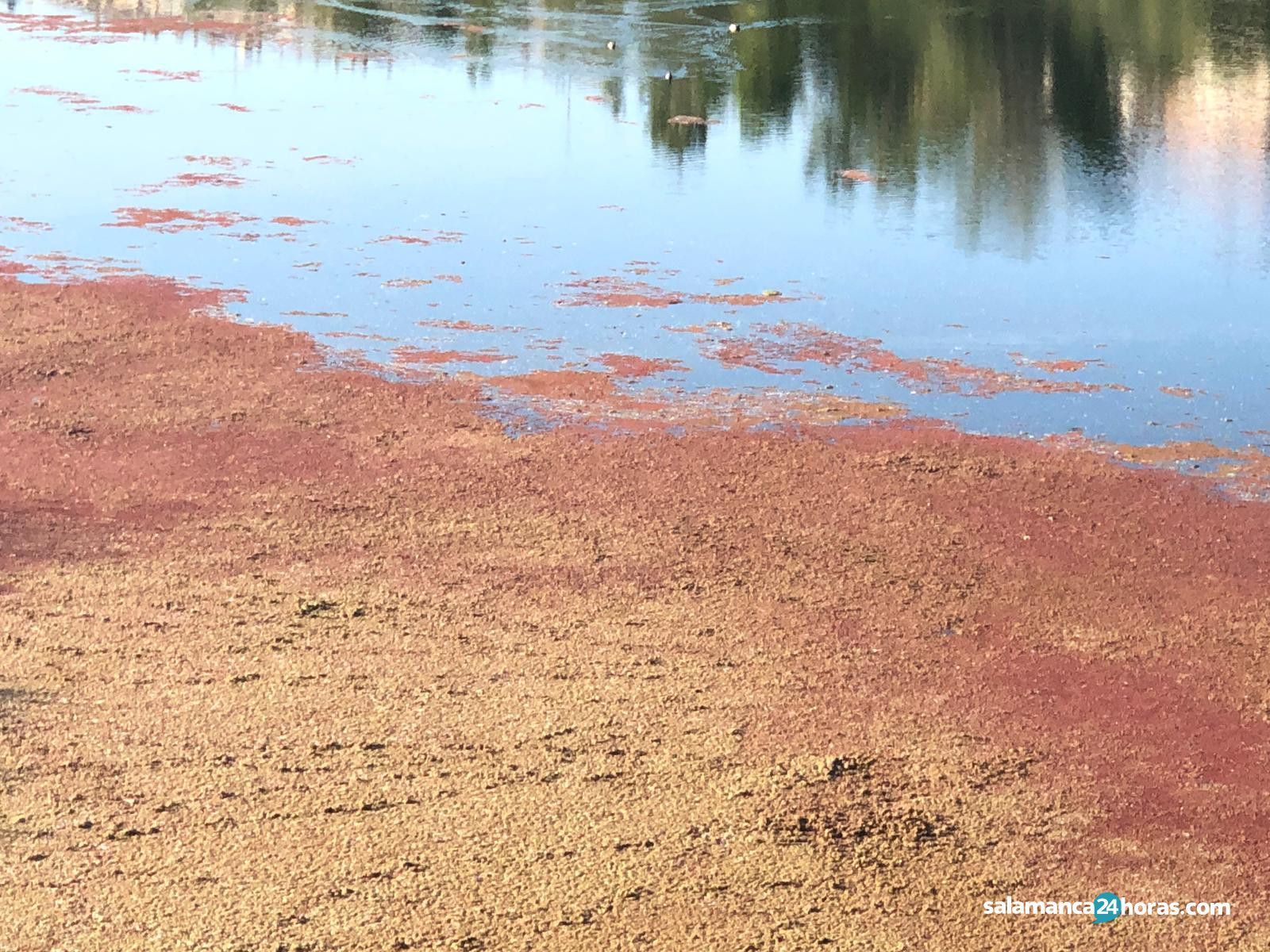 Río Helecho Azolla (3)