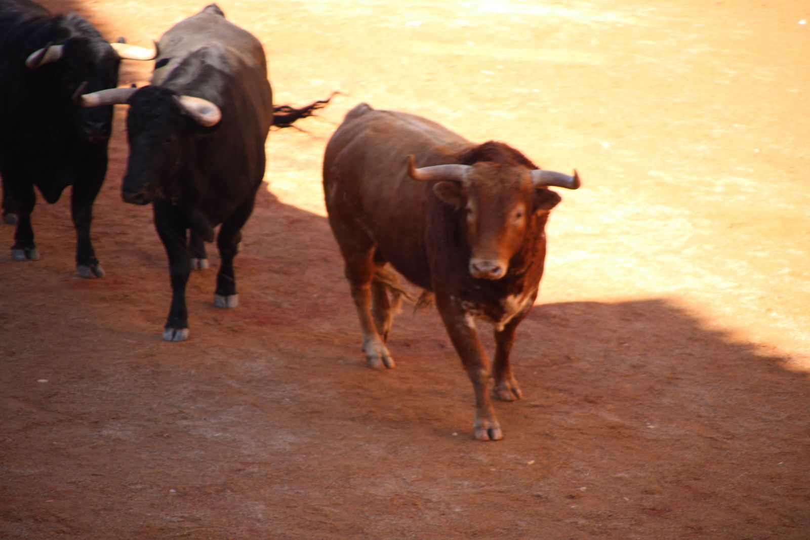 Encierro de sábado en el Carnaval del toro 2026 de Ciudad Rodrigo