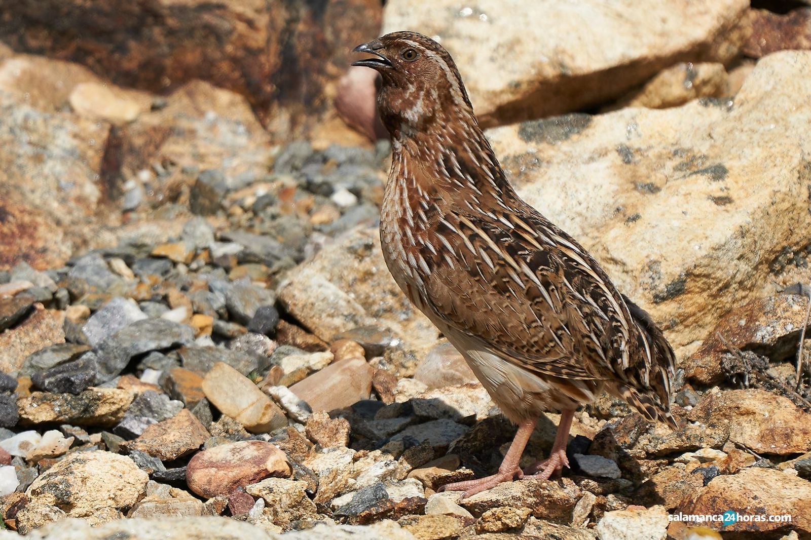 Codorniz media veda Miguel Rouco (1)