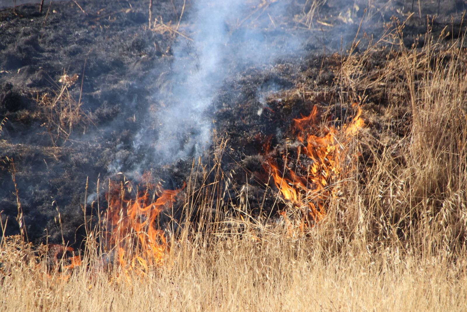 Incendio de rastrojos en la carretera de Matilla de los Caños
