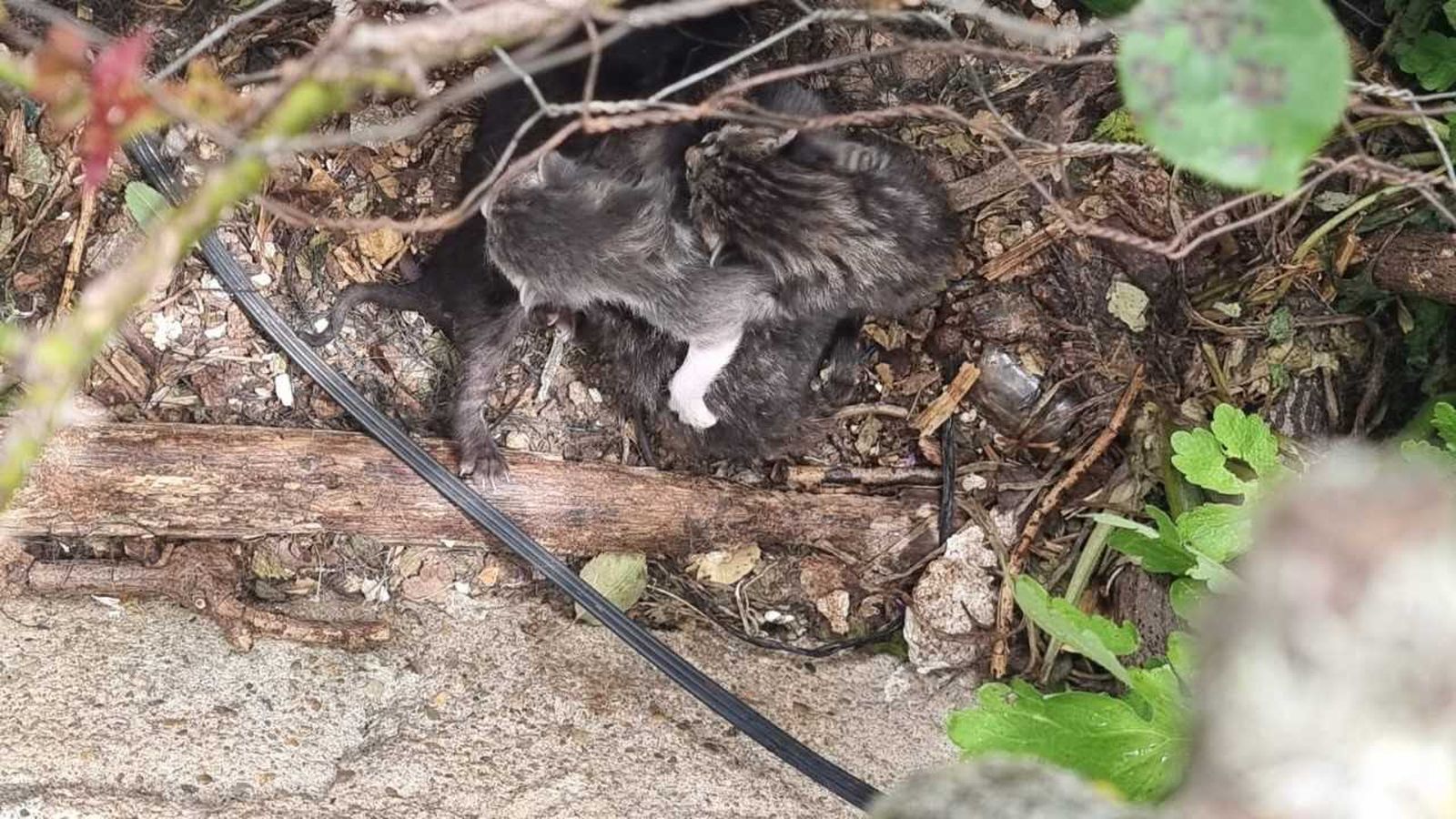Gatos asesinados en Boya