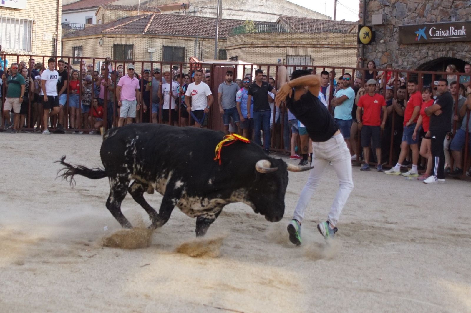 Pasión, tradición y calle: así se ha vivido en Ledesma el II Toro de Cajón