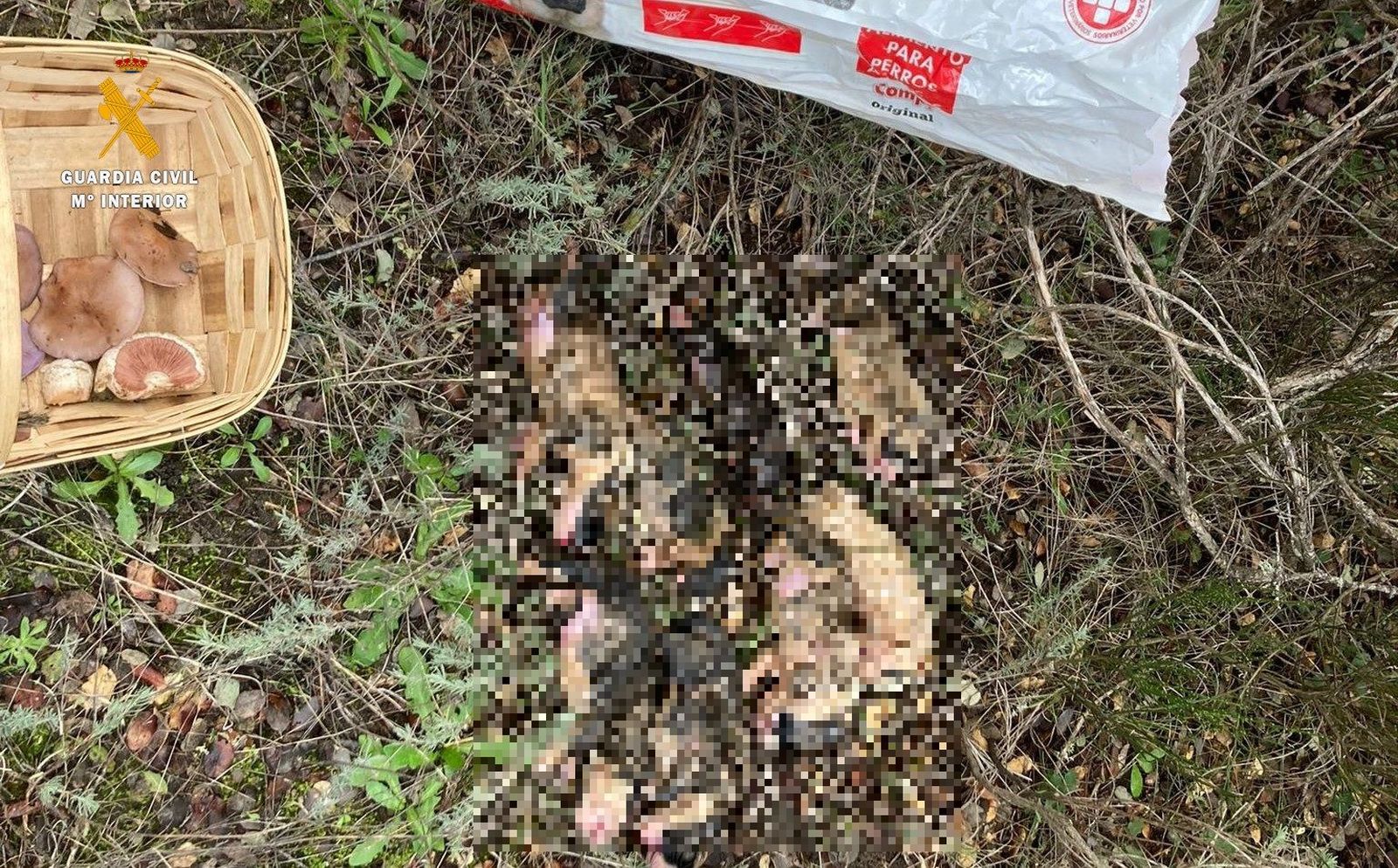 Perros muertos encontrado en Peromingo | Foto de Guardia Civil Perros muertos encontrado en Peromingo | Foto de Guardia Civil