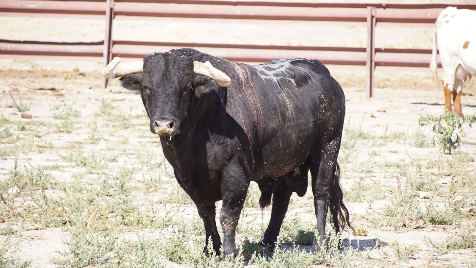 'Buenasuerte' descansando en Alaraz tras ser indultado por Emilio de Justo en La Glorieta