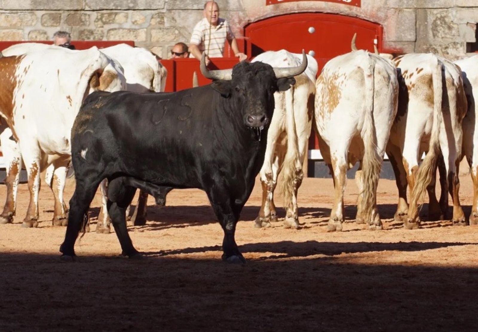 Desenjaule de la Feria Taurina de Salamanca 2024