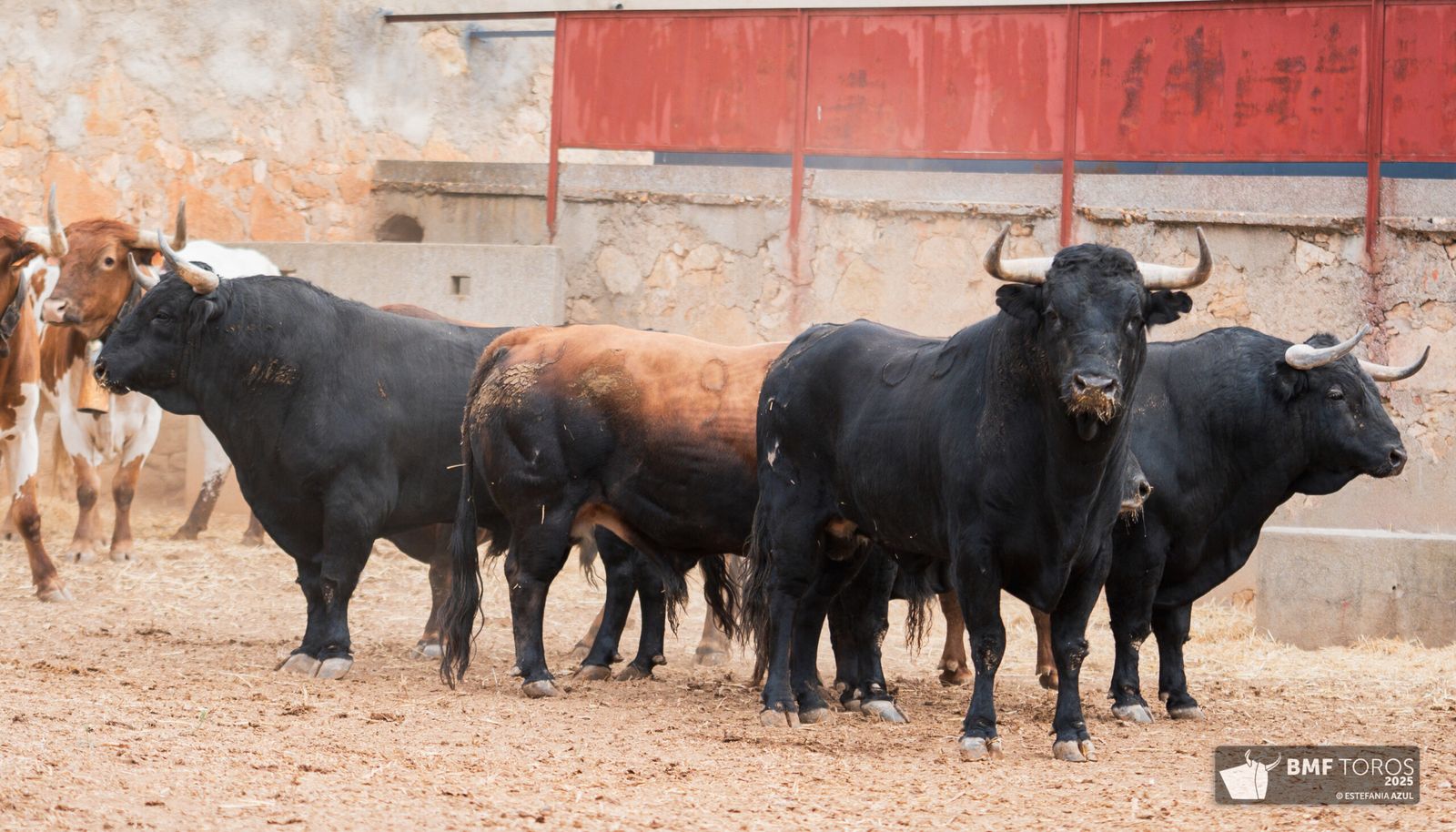 Primer sorteo para las figuras en Salamanca: toros de Garcigrande para De Justo, Ortega y Roca Rey