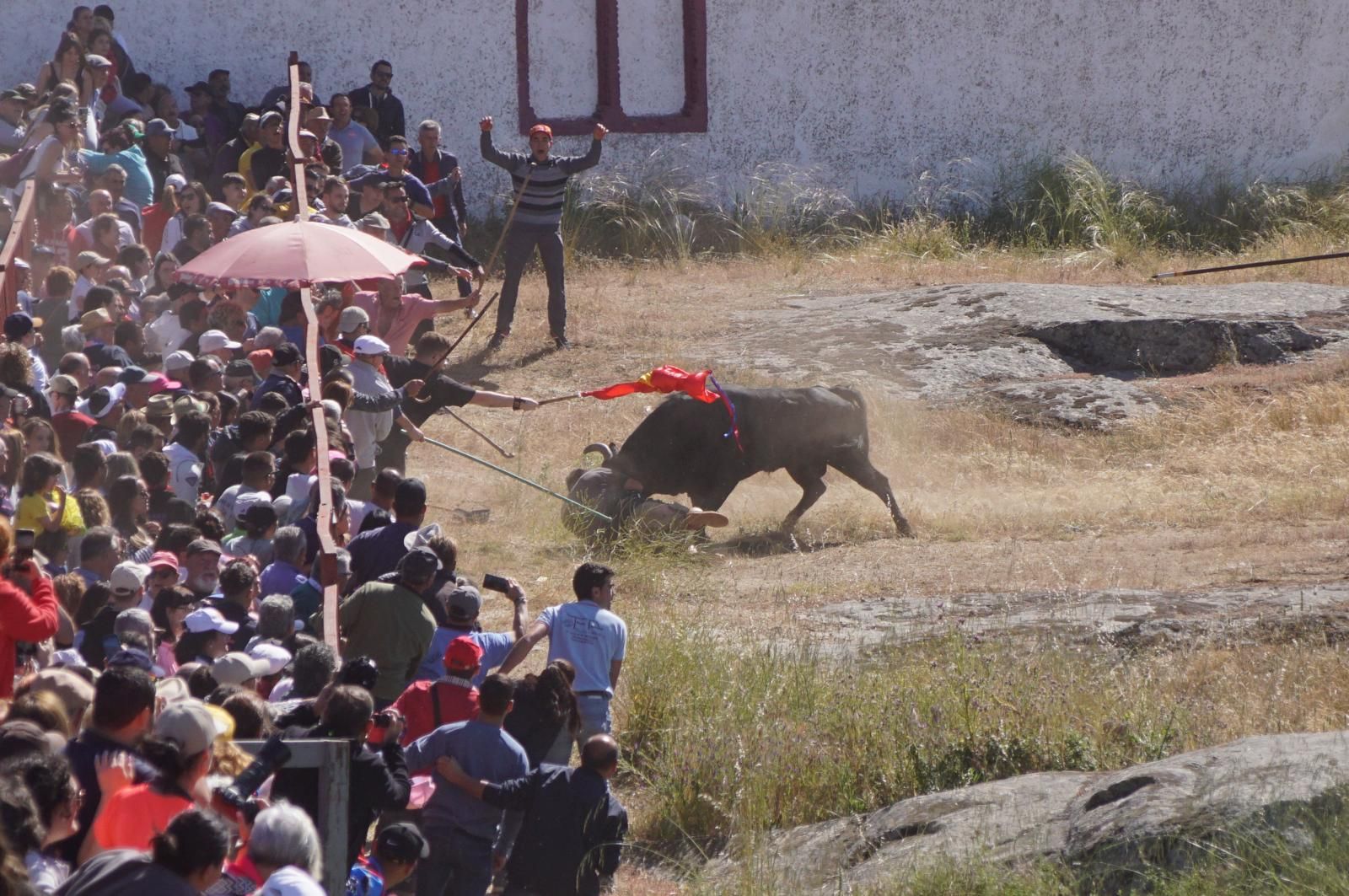 herido-un-hombre-tras-ser-volteado-por-un-astado-en-los-espantos-de-ledesma-foto-juanes-8