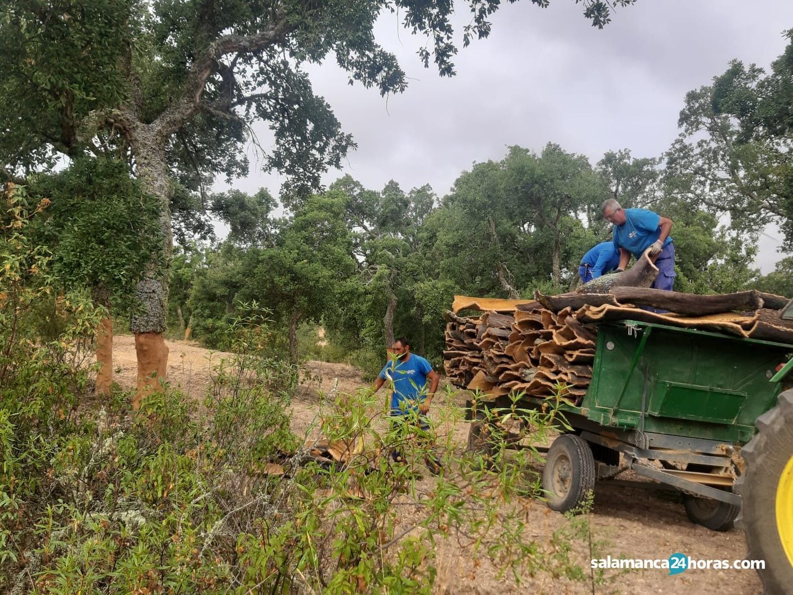 Corcho en valdelosaPHOTO 2020 08 18 19 37 44 1