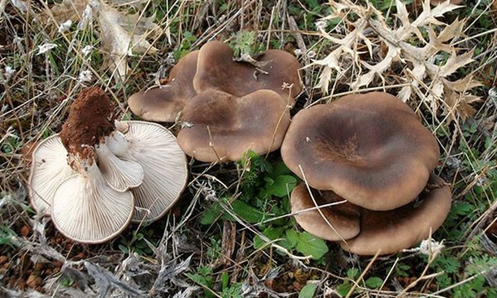 Setas de Cardo   Asociacion Montes de Soria