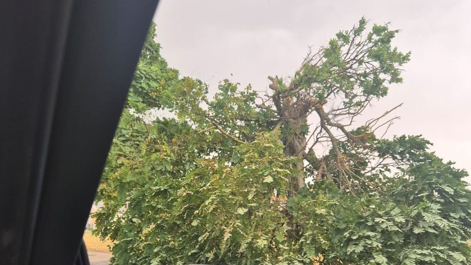 Árbol caído en la carretera de Cabrerizos con motivo del viento