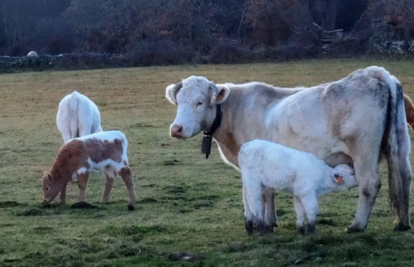 Vacas en el campo. Archivo. S24H