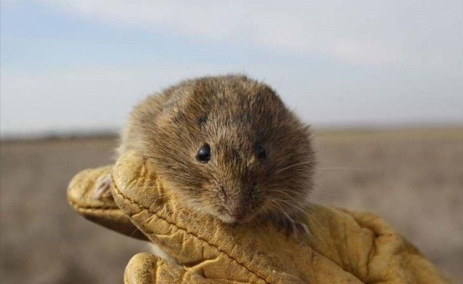 Imagen de un topillo. Archivo.