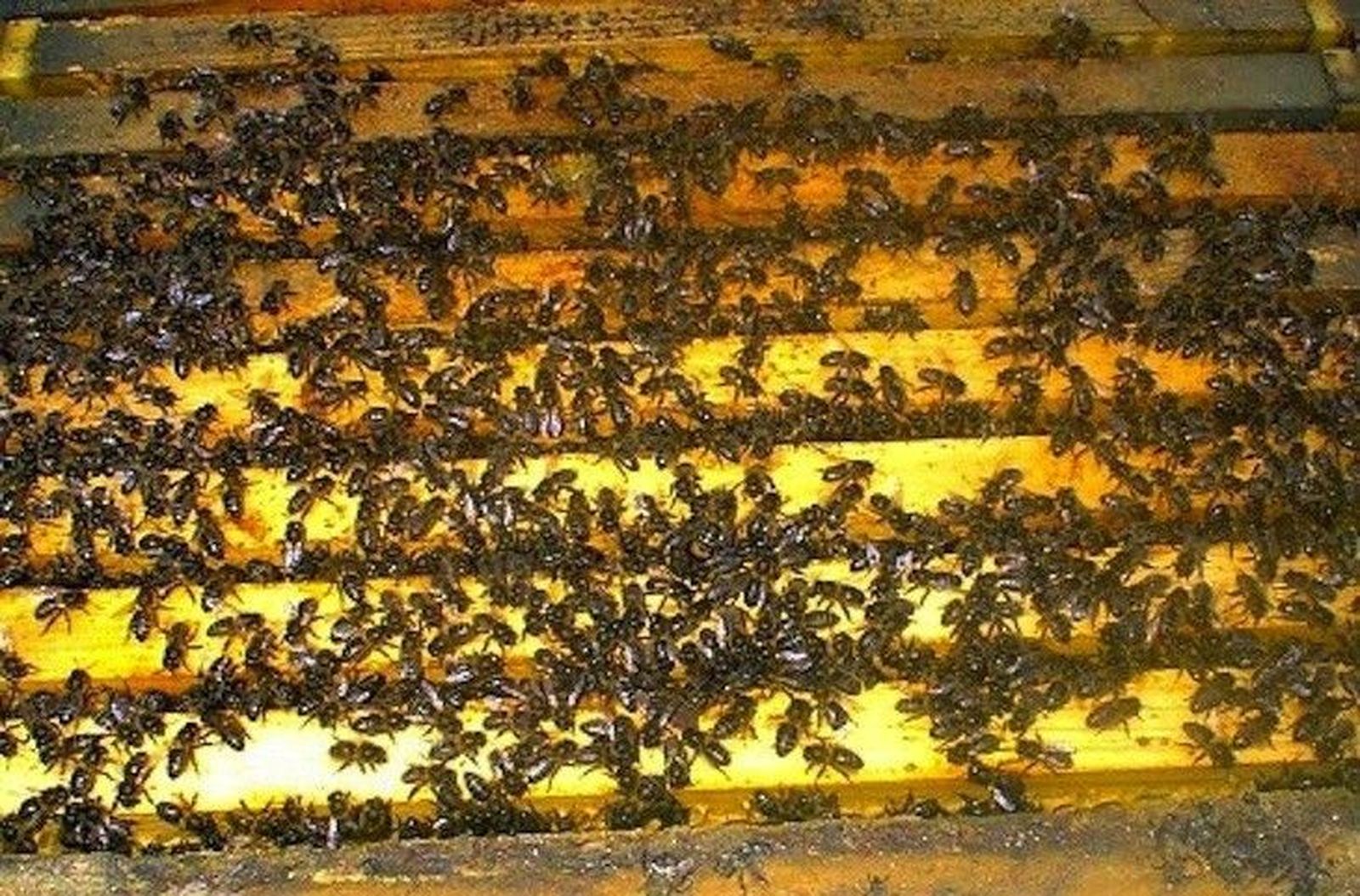 COAG pide el rechazo a los neonicotinoides que dañan a las abejas