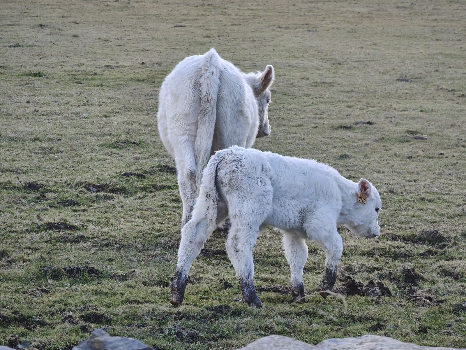 Vacas en el campo. Archivo. S24H