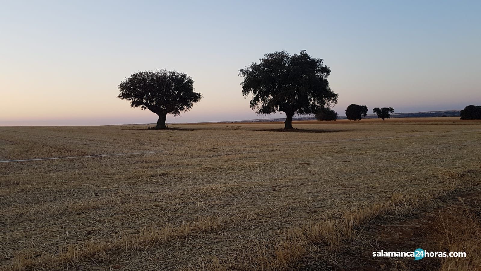Parcela cereales cosechada