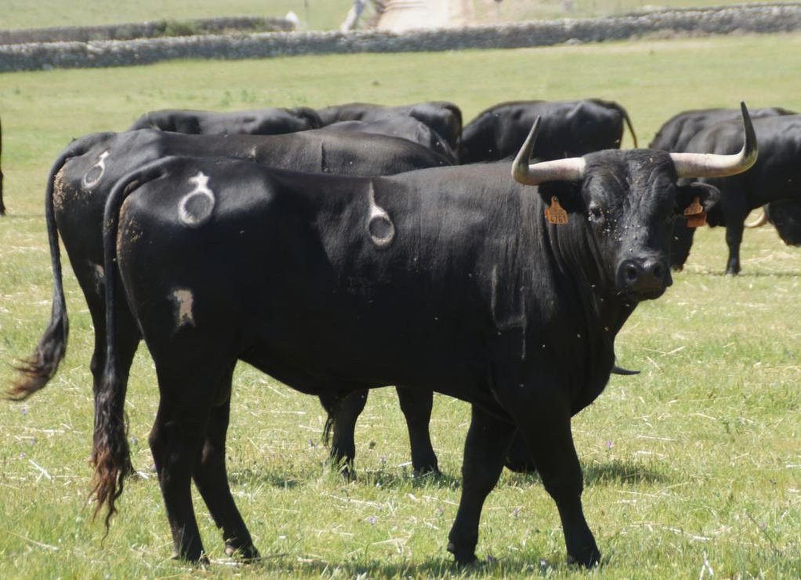 Toros para los espantos de Ledesma