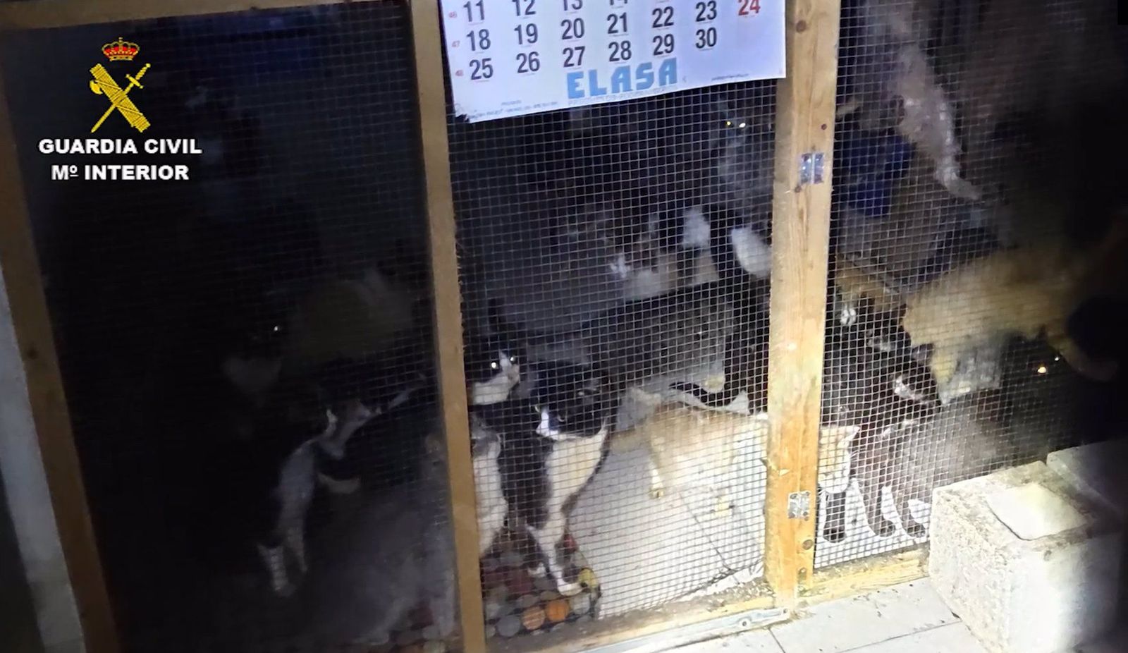 Intervenida una protectora con 50 gastos hacinados y en mal estado en un casa de Arganda del Rey