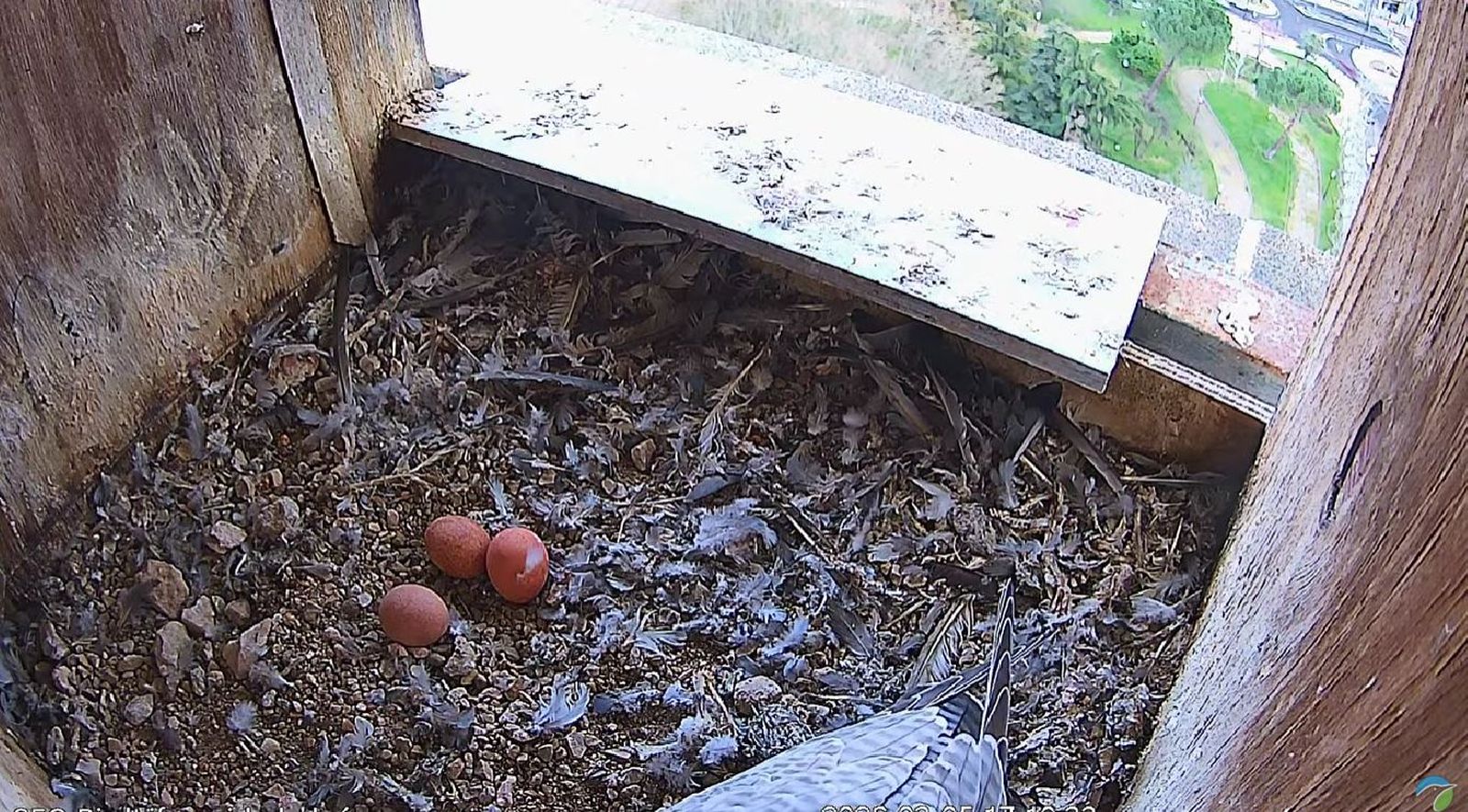 Huevos de halcón peregrino en Zamora