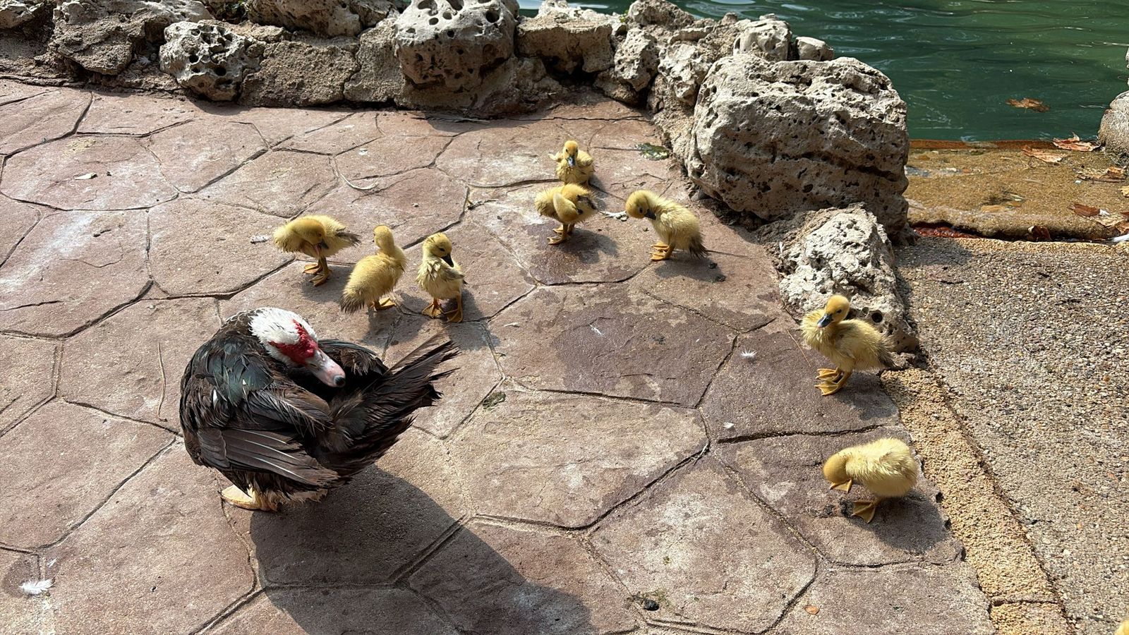 Patos disfrutando en el parque de La Alamedilla