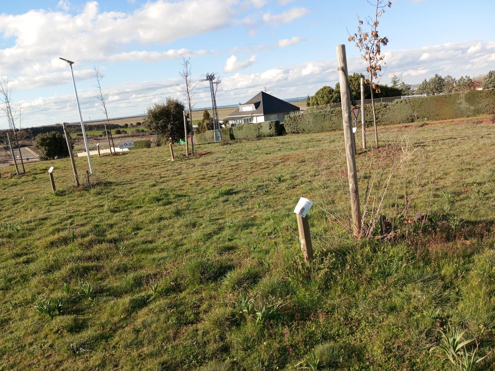 Árboles dañados en el Bosque de los Niños de Carrascal de Barregas