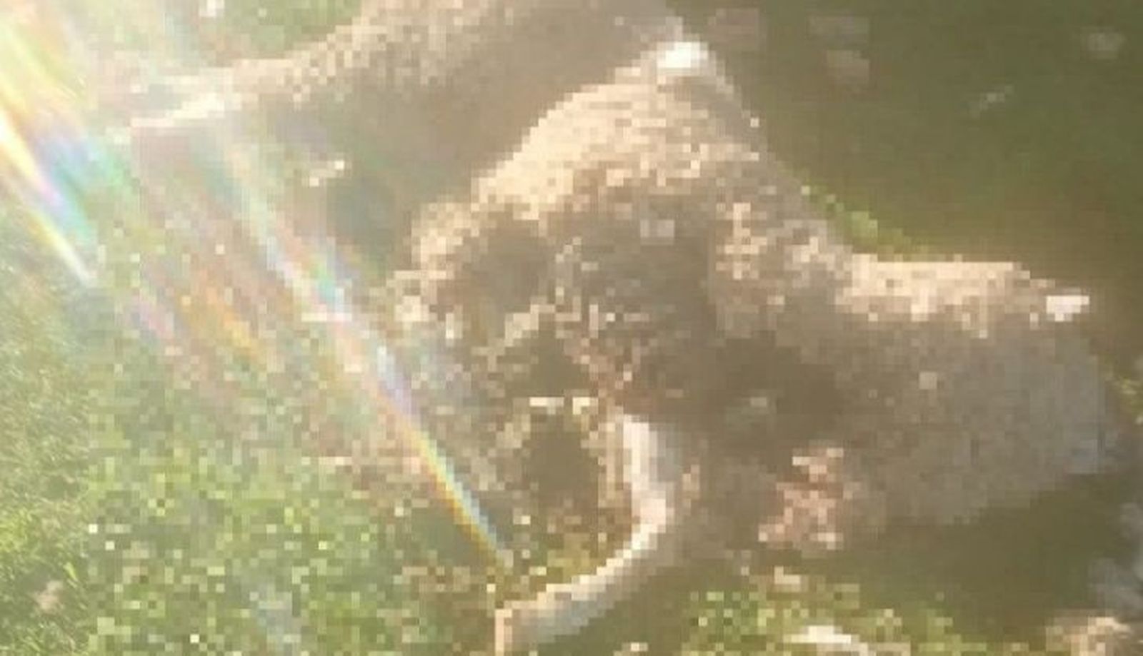 Ataque de buitre en Cespedosa Ataque de buitre en Cespedosa