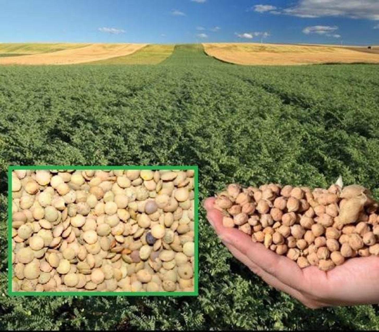 Garbanzos y lentejas-Archivo