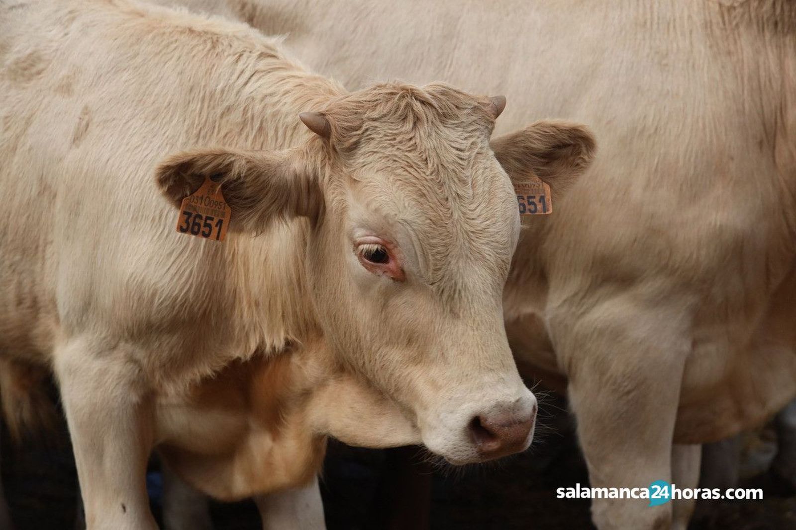 Mercado ganado JotaWhatsApp Image 2020 06 22 at 12.25.28 (12)