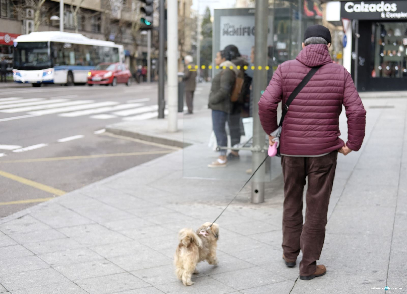 Perro calle parada bus
